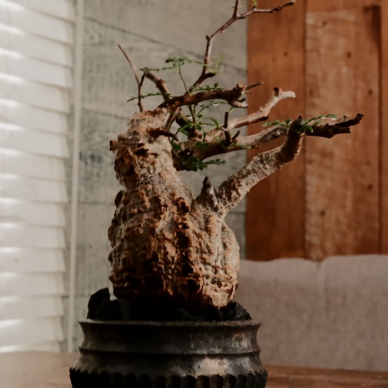 小野瀬一　植木鉢 オペルクリカリア パキプス φ7.5cm［No.9］ × 小野瀬一 作品 3号 植木鉢