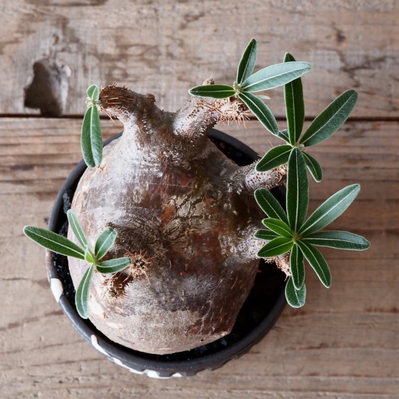 グラキリス φ9.5cm - 象牙宮-［No.32］× 根本峻吾 作 S.N POT type