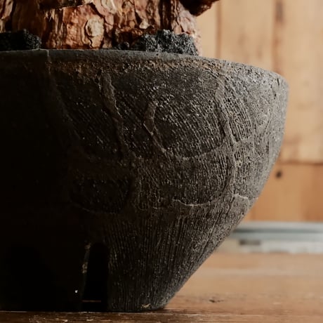 《 size L 》ケラリア ピグマエア［No.19］  ×   沼野秀章 作「 black wrap 」4.5号 植木鉢 笠間焼