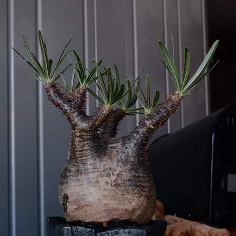 グラキリス φ9.5cm  - 象牙宮 -［No.220］  × 沖誠 作「 Rivet - 燻銀彩 - / 五角 」 3号 植木鉢 笠間焼