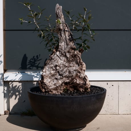 Old Olive 古木オリーブ［No.25］× 10号皿鉢 (φ30cm)