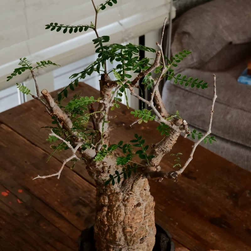 オペルクリカリア パキプス φ7cm［No.11］ × 小野瀬一 作品 3.5号 植木