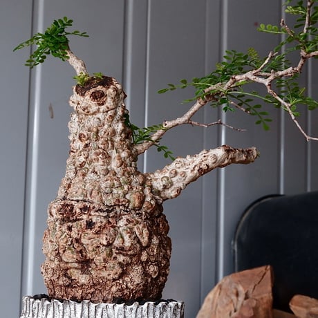 オペルクリカリア パキプス φ 11cm［No.05］  × 根本峻吾 作 S.N POT type.cylinder「 月光ノ爪牙」4.5号 植木鉢 笠間焼