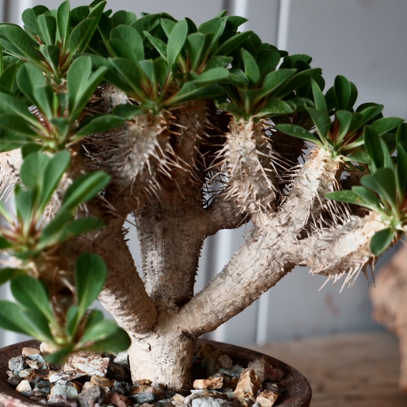 中株 ユーフォルビア ギラウミニアナ 輸入株［No.23］ × 沼野