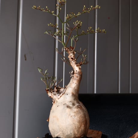 キフォステンマ ベティフォルメ ナローリーフ ソマリア産 輸入株［No.29］  × 根本峻吾 作品【 S.N POT type.slim「 鐡 / 堕天 ver.  」4号 】笠間焼 植木鉢
