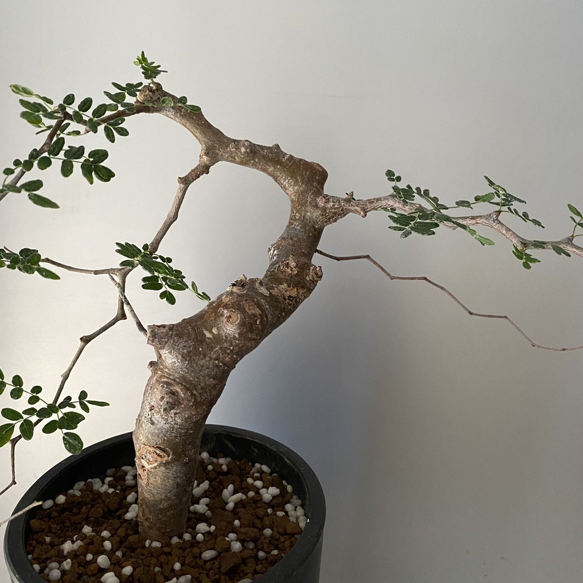 コミフォラ モンストローサ 発根済 現地株 MO-04 | Botanical Holic