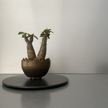 発根済 チビダブル マカイエンセ BG-164 × S.N.Pot "丸"- crown - 3号鉢 ［作家  "根本峻吾"］