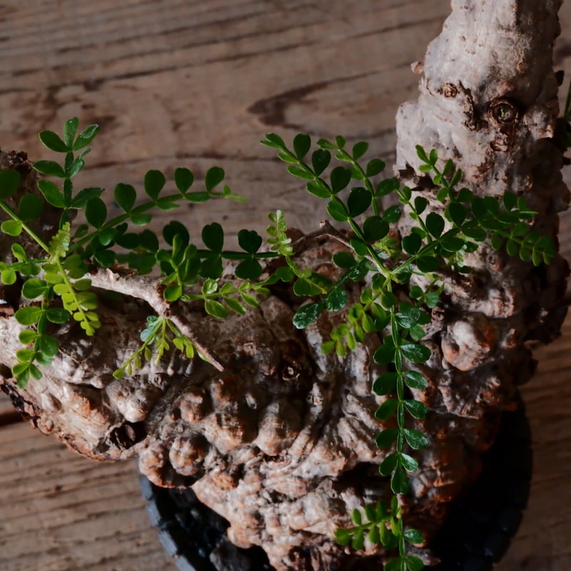 オペルクリカリア パキプス φ10cm［No.21］ × 沖誠 作「Bark / deep