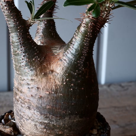 グラキリス φ8cm - 象牙宮 -［No.03］× 根本峻吾 作 S.N POT type.round「 爪牙 -堕天白- 」3.5号鉢 笠間焼