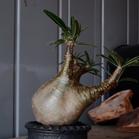 グラキリス φ8cm - 象牙宮 -［No.53］  ×    與那嶺大輔 作 「琉球飛び鉋」3号 植木鉢