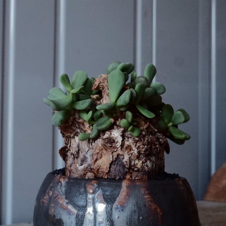 ケラリア ピグマエア［No.43］  × 磯部祐介 作品【 円 - 闇堕ち - 】2.5号 植木鉢 笠間焼