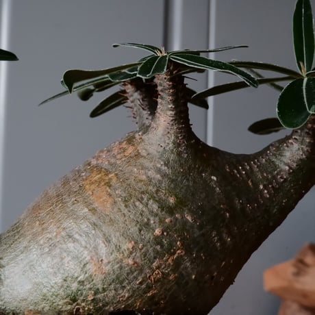 二頭 グラキリス φ14cm  - 象牙宮- ［No.40］  ×   根本峻吾 作 S.N POT type.cylinder - low「 月光ノ鐵」5号 植木鉢 笠間焼