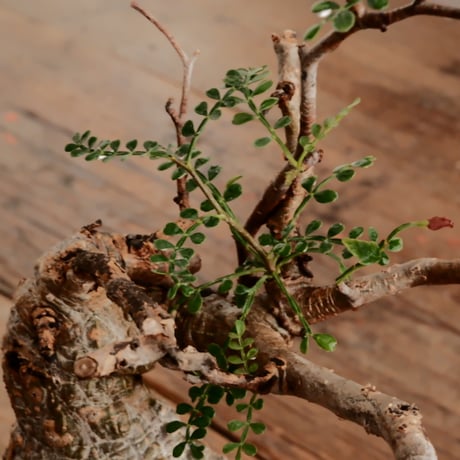 オペルクリカリア パキプス φ7.5cm［No.9］  ×   小野瀬一 作品  3号 植木鉢
