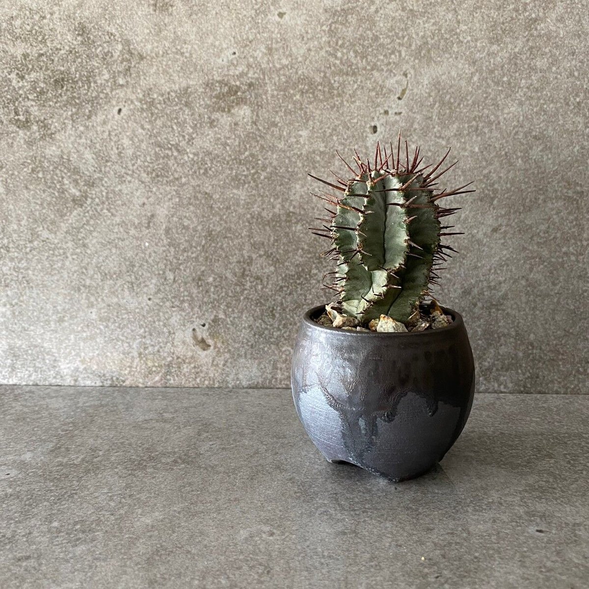 激渋 ユーフォルビア オールド ホリダ No.023 ユーフォルビア ホリダ / Euphorbia Horrida 木質化 群生