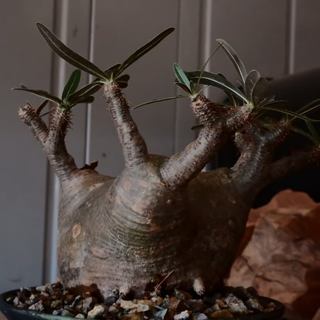 グラキリス φ10cm - 象牙宮 -［No.24］  ×   森田昌求 作 「 CLAW / L 」 5号 植木鉢 笠間焼