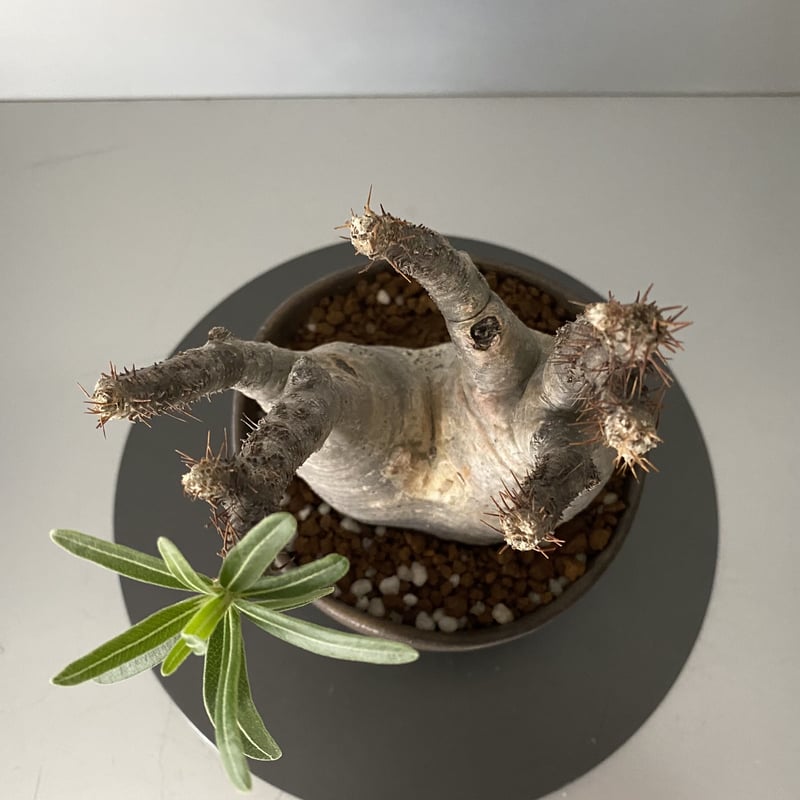 発根済 小ぶり 分頭 グラキリス BG-189 × S.N.Pot 発根済 小ぶり 分頭 グラキリス BG-189 × S.N.Pot