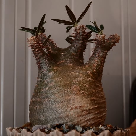 【 φ8.5cm 】グラキリス - 象牙宮 - ［No.249］  × 中野明彦 作 「 KIRIKO」4号 植木鉢 笠間焼