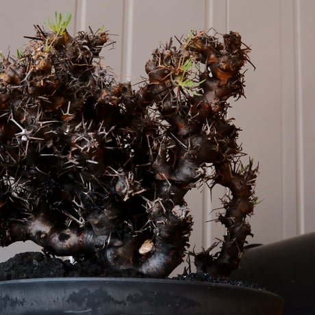 【 大株 】オトンナ ユーフォルビオイデス ［No.89］ ×  8号 浅鉢 植木鉢