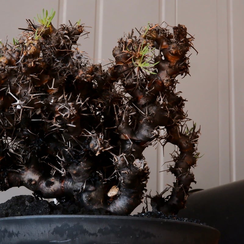 モンタナ　US株　選抜種　大株　40cmオーバー モンタナ US株 選抜種 大株 40cmオーバー 【公式通販】