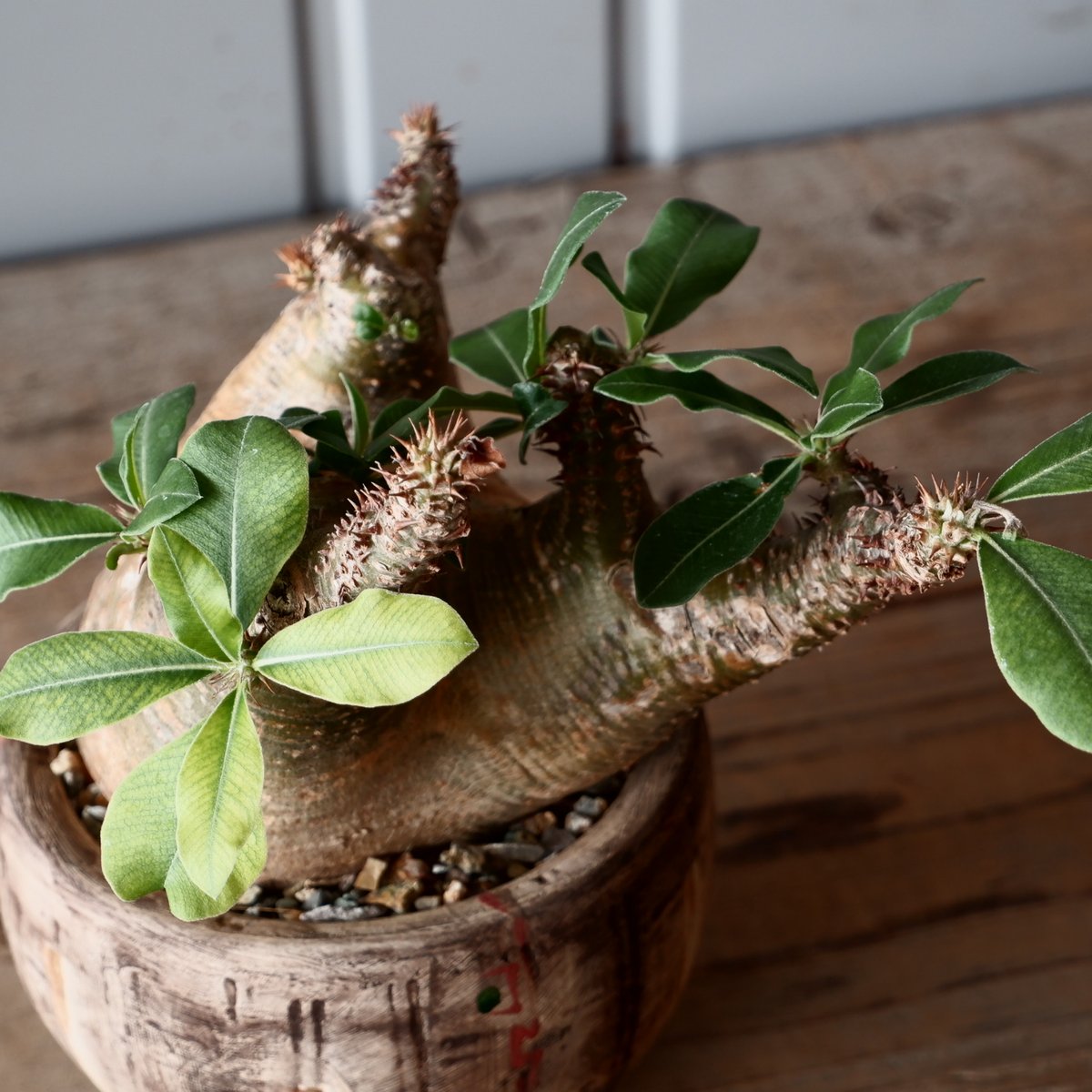 塊根植物 　魔界玉　作家鉢付き 約10cm 中株 マカイエンセ φ10cm - 魔界玉 - 輸入株［No.19］ × 沼野秀章 作品