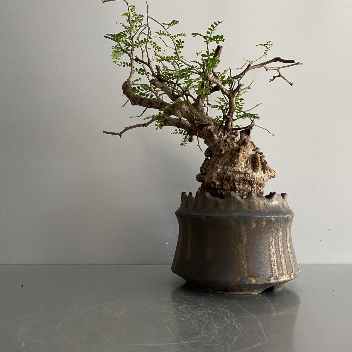 発根済 パキプス P36 × S.N.Pot 