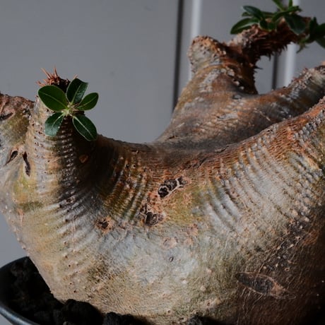 マカイエンセ φ14cm - 魔界玉 -［No.92］  ×  坂本新 作【 LUSTER OVERGLAZE - black opal - 】 5号 植木鉢 笠間焼