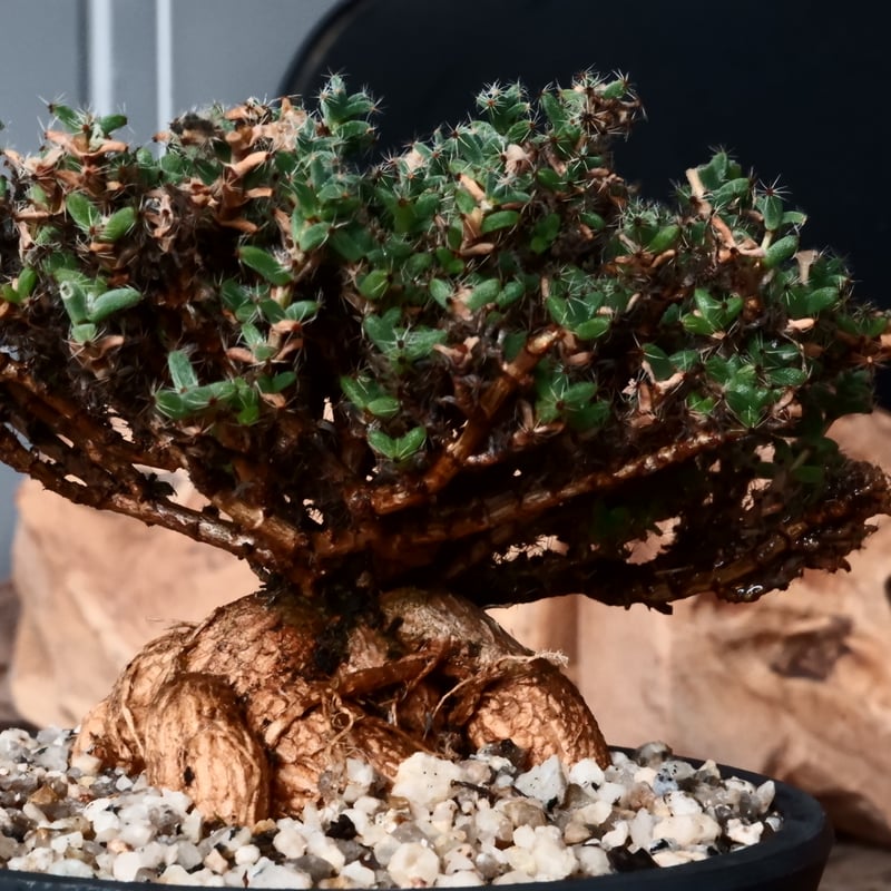 トリコディアデマ ブルボスム 姫紅小松［No.01］長谷川ナーセリー 4号