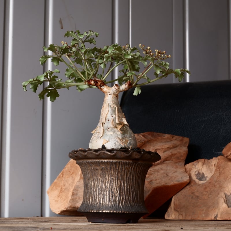 キフォステンマ ベティフォルメ ナローリーフ ソマリア産 輸入株