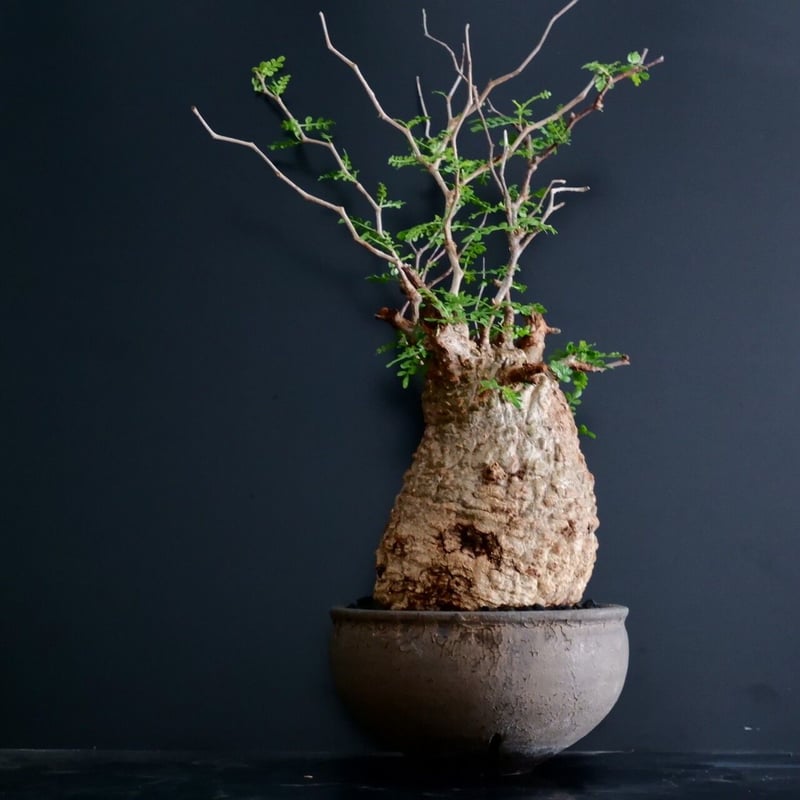 発根済 低重心 大型 パキプス 04 × 