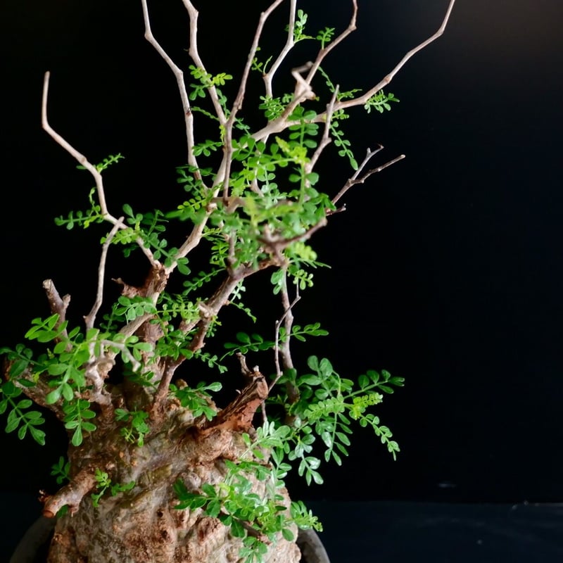 発根済 低重心 大型 パキプス 04 × 