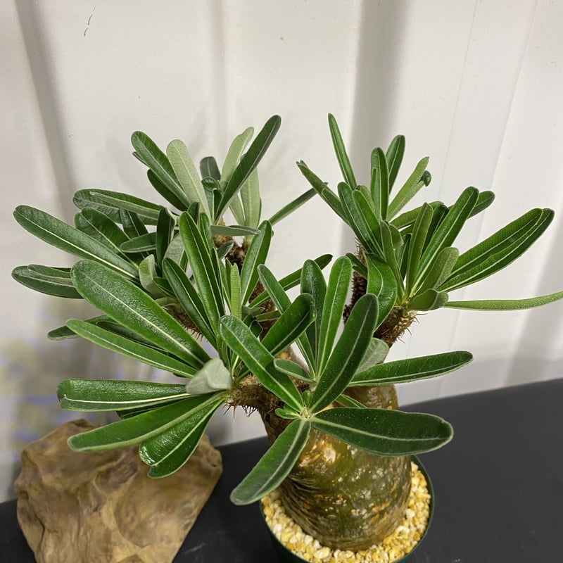 太枝のマッチョ【グラキリス 中ぶり 発根済 2020年8月輸入 現地