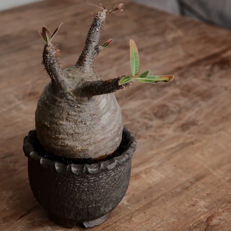 発根済 グラキリス  - 象牙宮 - size S［No.218］  ×  與那嶺大輔 作 「琉球飛び鉋」3号 植木鉢