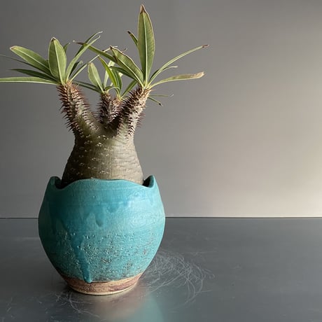 Gracilius  ×  Shell pot S「Turquoise blue」 - 笠間焼 - D13