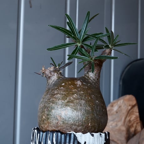 グラキリス φ9cm - 象牙宮-［No.29］× 根本峻吾 作 S.N POT type.round「 爪牙 -堕天黒- 」3号鉢 笠間焼