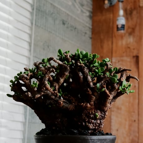 ケラリア ピグマエア 発根済［No.14］  × 松野 然 作 「ZEN」 3号 植木鉢