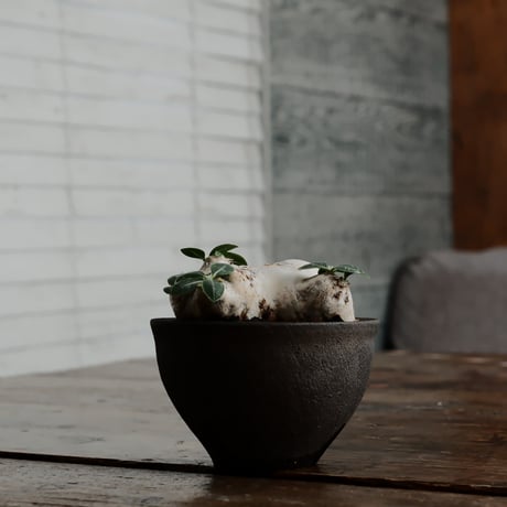 恵比寿笑い　実生　超まん丸　超扁平　コレクション株　縮れ葉　ブレビカウレ 恵比寿笑い 実生 超まん丸 超扁平 コレクション株 縮れ葉