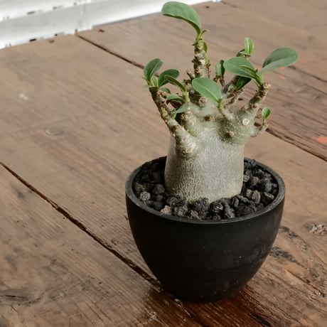 《小人》アデニウム アラビカム " ドワーフ " φ5cm［No.1］ 3号鉢