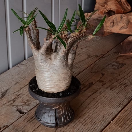 【綴化】グラキリス φ9.5cm - 象牙宮 - ［No.89］  ×   沼野秀章 作「 black wrap 」4号 植木鉢 笠間焼