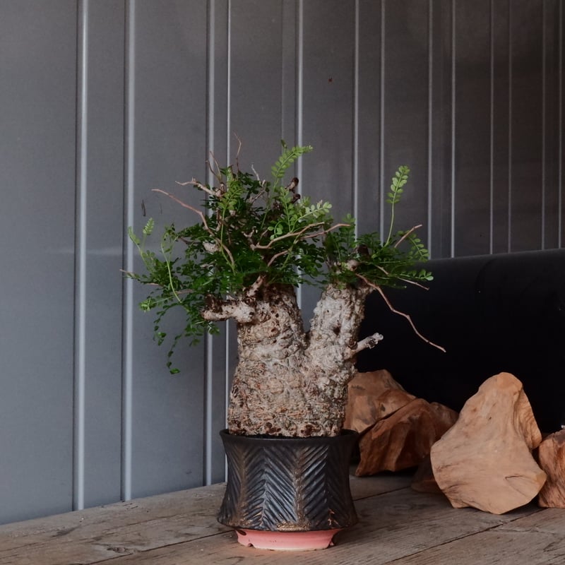 オペルクリカリア パキプス φ 12cm［No.26］ × 杉山悠 作 φ12cm 植木鉢