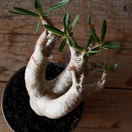 パキポディウム ブレビカリックス 輸入株［No.21］  × 坂本新 作【 LUSTER - black opal - 】 3.5号 笠間焼 植木鉢