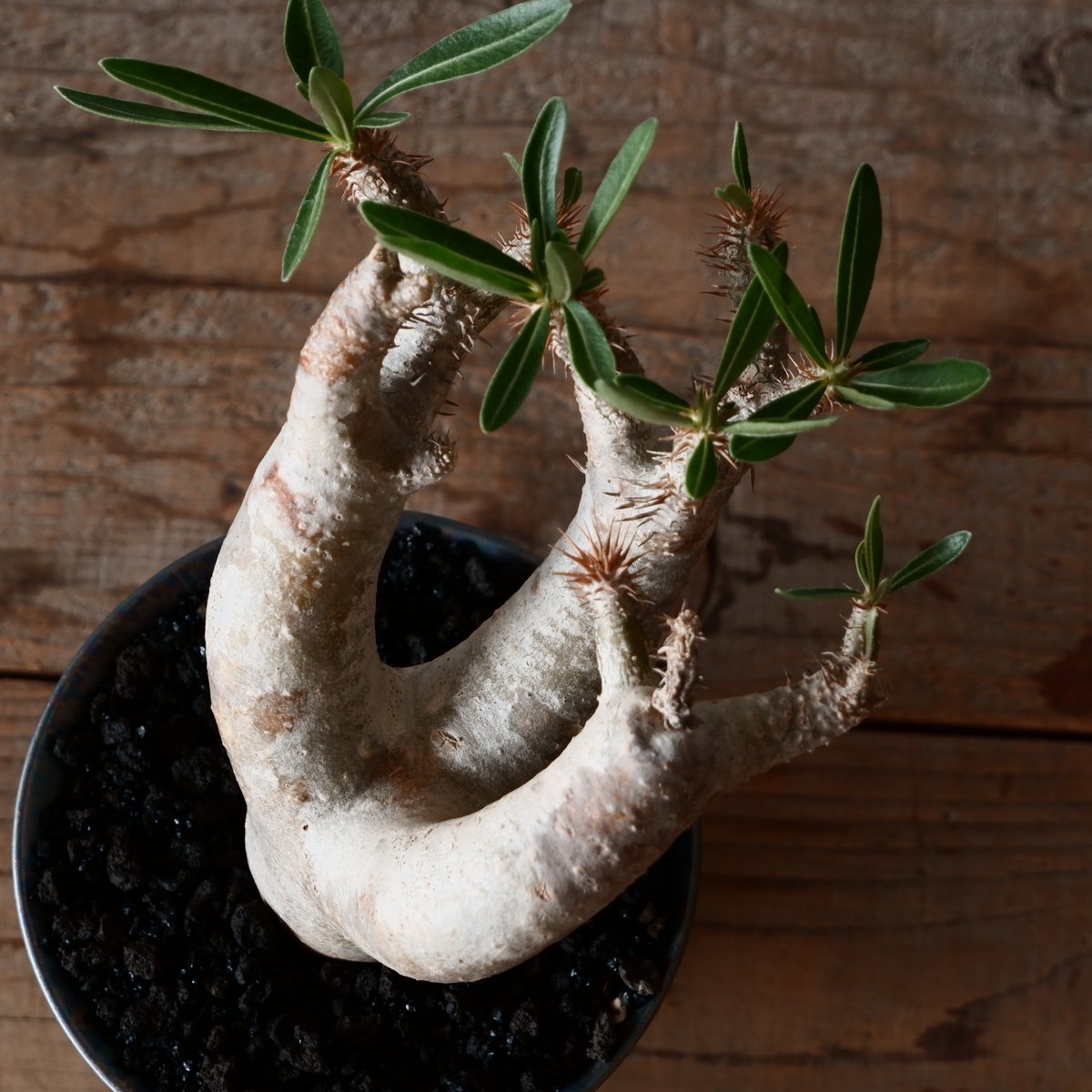 パキポディウム ブレビカリックス 輸入株［No.21］ × 坂本新 作