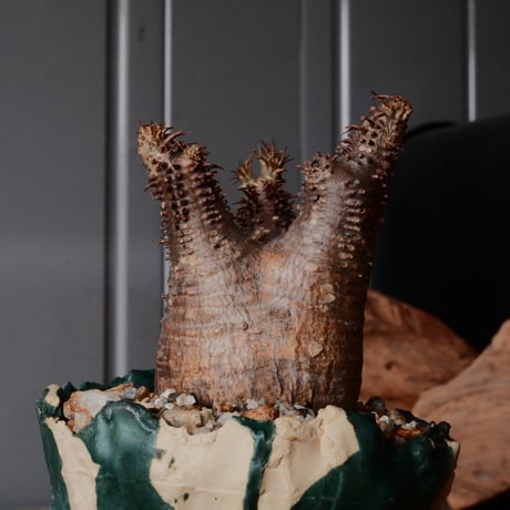 マカイエンセ  φ5.5cm - 魔界玉 -［No.67］  ×   森田昌求 作 「 As if Broken " TSUGIHAGI "   」 3号 植木鉢 笠間焼
