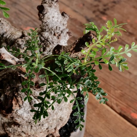 オペルクリカリア パキプス φ11cm［No.10］  ×    根本峻吾 作 S.N POT type.round「 黒焔 」 4号 植木鉢