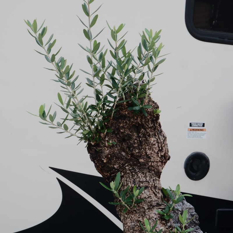 ★☺︎⭐︎☺︎★...& BUHI　オリーブの木　古木　螺旋　10号 観葉植物 オリーブの木 10号 レッチーノ Eco Stone (エコ