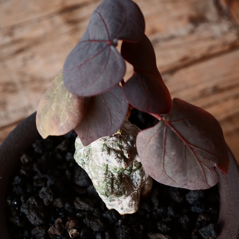 アデニアステイローサ GC1 アデニア ステイローサ アデニア・ステイローサ #G01 | BIZARRE GREEN