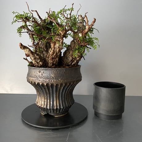発根済 4頭 マルチヘッド オペルクリカリア パキプス P-14  × 小野瀬 一 作品「the first plants wear」 5号 植木鉢