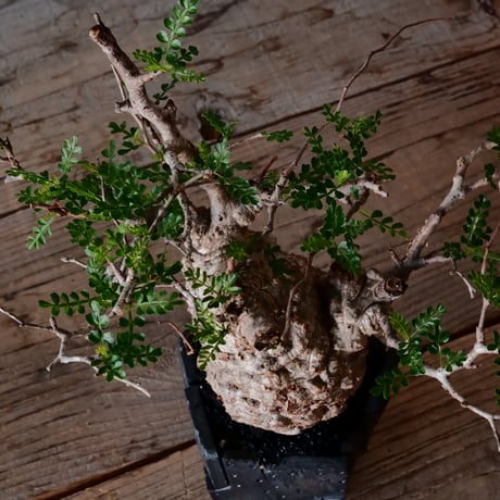 オペルクリカリア パキプス φ9cm［No.20］  × 沖誠 作「Rivet - 燻銀彩 - / 五角」 3号 植木鉢 笠間焼