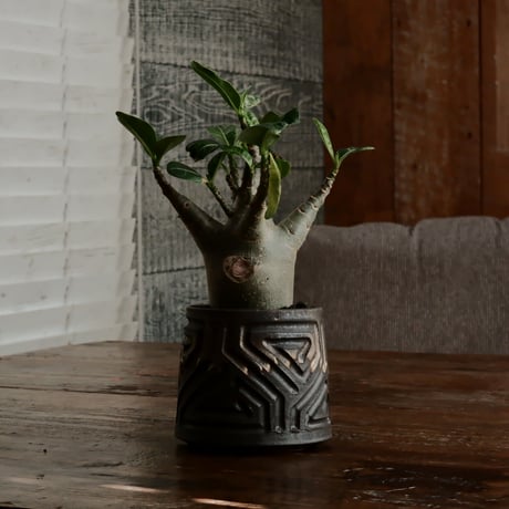 《グリコ》アデニウム アラビカム "ドワーフ " φ6.5cm［No.7］  ×  根本峻吾 作 S.N POT type.normal「 鐡 - kurogane - 」 3号  笠間焼