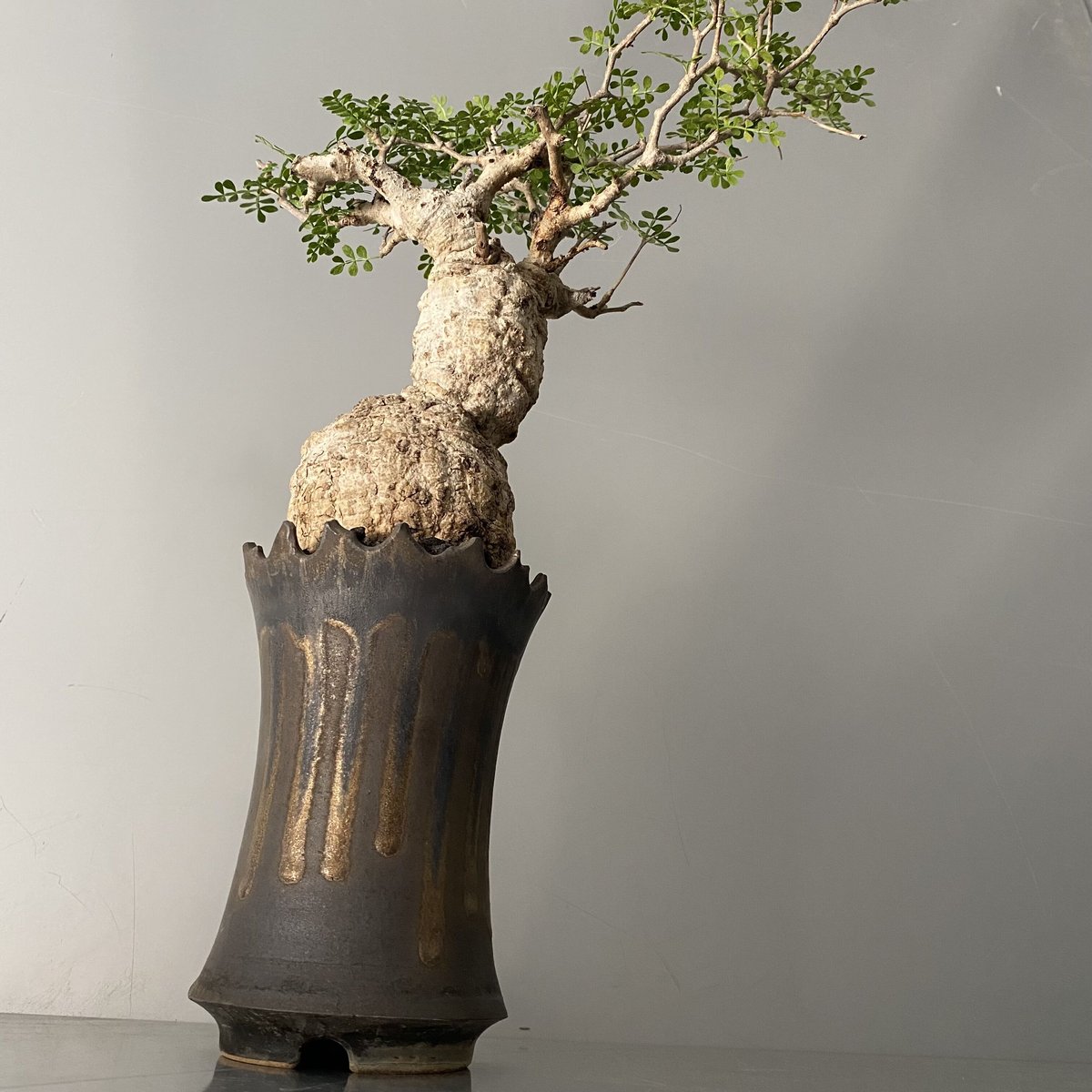 パキプス 鉢付き 発根済 パキプス P41 × S.N.Pot 