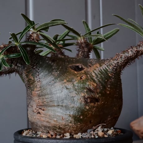 グラキリス φ9cm - 象牙宮 -［No.55］  ×    與那嶺大輔 作 「琉球飛び鉋」3号 植木鉢